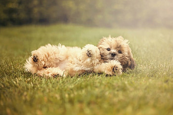 Pretty, dog, dogs, grass, animals HD wallpaper