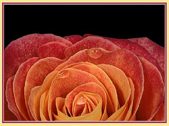 three tears, plants, soft, delecte, nice, rose, blossoms, bud, nature, flowers, blooms, lovely HD wallpaper