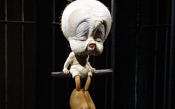old tweety bird, animal, wierd, bird, gross, funny, humor HD wallpaper