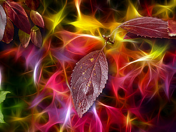 Leaves, fractal HD wallpaper