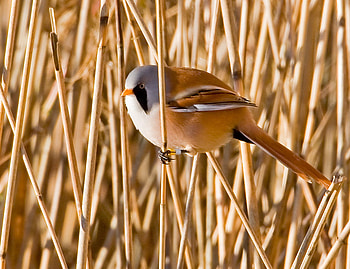 Bearded Tit, reeds, tit, bearded, phragmites, male HD wallpaper