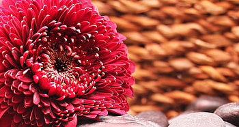 Flowers, Flower, Petals, Bud, Gerbera HD wallpaper