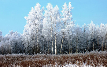 Nature, Winter, Grass, Snow, Birches, Freshness, Hoarfrost, Frost, Gray Hair, Withered, It's A Sly HD wallpaper