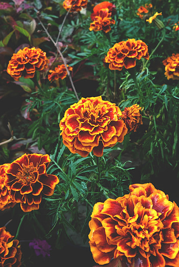 Orange flowers, tagetes, Forest HD phone wallpaper