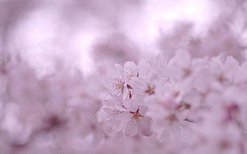 Flowers, Plant, Macro, Bloom, Flowering, Spring HD wallpaper
