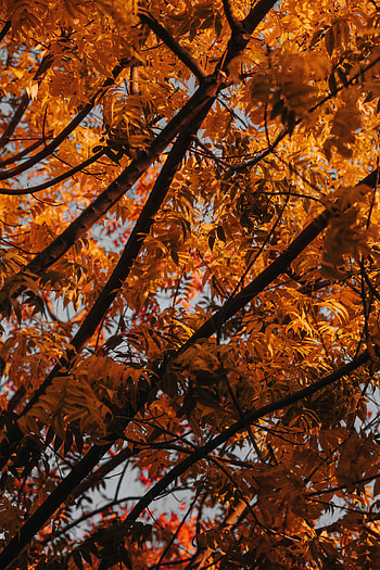 Nature, Autumn, Leaves, Wood, Tree, Branches HD phone wallpaper