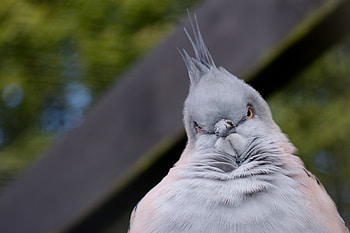 Animals, Bird, Pose, Serious HD wallpaper