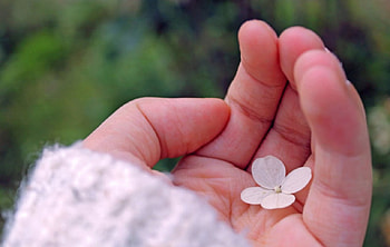 Beauty in Hand, soft, beauty, hand, flower HD wallpaper