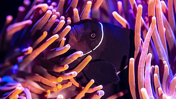 Anemone fish , Black fish beauty, Underwater art, Visual delight HD wallpaper