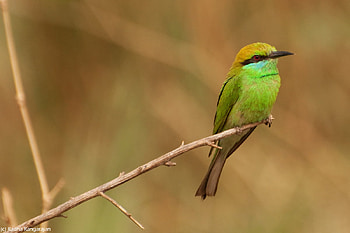 Green Bee-Eater, colorful, bird, pretty HD wallpaper