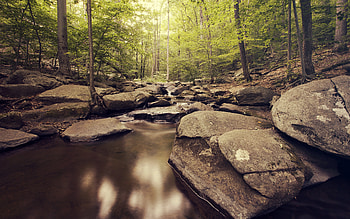 Serene Forest Creek with Stones, forest, stone, tree HD wallpaper