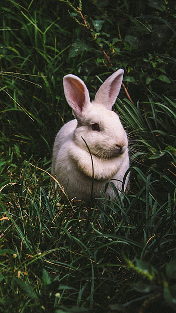 Gotland, Bunnies HD phone wallpaper