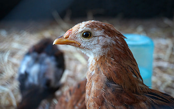 Animals, Feather, Bird, Beak, Hen HD wallpaper