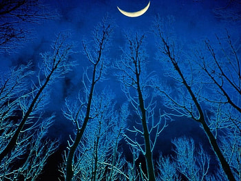 Silence, forests, nature HD wallpaper