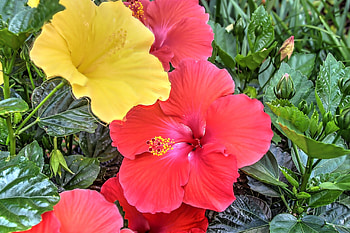 Hibiskus, Kwiaty, Kolorowe, Listki HD wallpaper