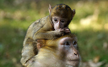 Monkey baby , backgrounds, Monkey HD wallpaper