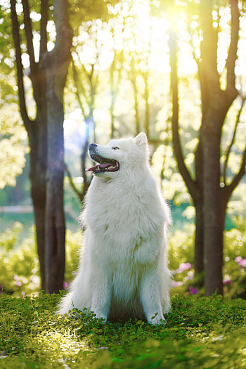 Animals, Fluffy, Dog, Protruding Tongue, Tongue Stuck Out, Samoyed Dog, Dog Of The Year, Samoyed, Soyed HD phone wallpaper