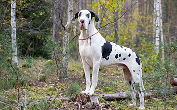 Great Dane, Harlequin coat, Forest setting, Beautiful animals HD wallpaper