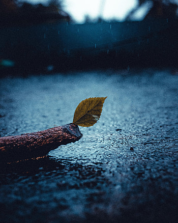 Nature, Rain, Sheet, Leaf, Sadness, Sorrow HD phone wallpaper