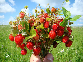 Nature, Strawberry, Leaves, Summer, Bouquet, Berry HD wallpaper