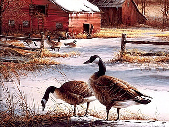 Geese in the Winter, winter, birds, house, snow, geese HD wallpaper