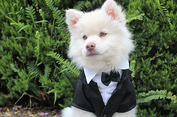 Animals, Dog, Muzzle, Tuxedo HD wallpaper
