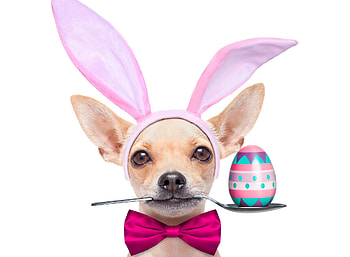 Happy Easter!, dog, egg, animal, white, cute, bunny, puppy, pink, ears, funny, easter, chihuahua, spoon, bow, caine HD wallpaper