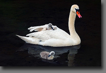 Swimming lessons, signets, swim, young, mother, swan, reflections HD wallpaper