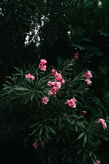 Flowers, Pink, Plant, Bloom, Flowering, Branch HD phone wallpaper