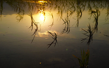 Nature, Rivers, Grass, Swamp, Lake HD wallpaper