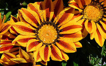 Gazanias, nature, pretty, flower HD wallpaper
