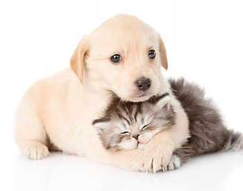 I love you so much, kitty!, kitten, sweet, animal, white, cute, cat, pisica, puppy, hug, couple, funny, paw, caine HD wallpaper