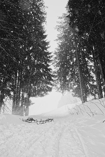 Winter, Nature, Trees, Snow, Sledge, Sled HD phone wallpaper