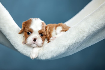 ღ, Dog, Muzzle, Puppy, Hammock HD wallpaper