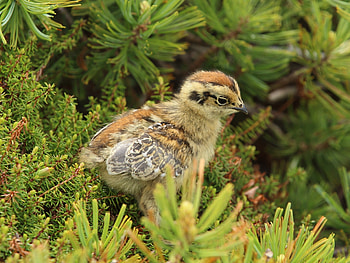 Animals, Grass, Bird, Sit, Chick, Nestling HD wallpaper