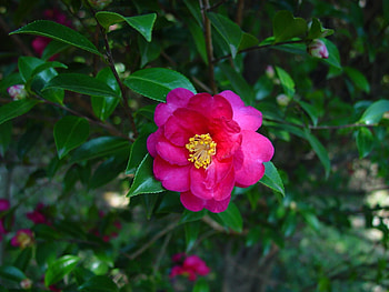 Camellia sasanqua backgrounds, Camellia sasanqua , , Backgrounds HD wallpaper