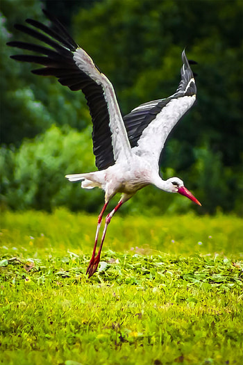 White stork in cage, Preparing for flight, Pet bird, Graceful captive HD phone wallpaper