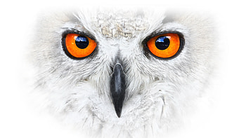 Hedwig, ultra HD wallpaper