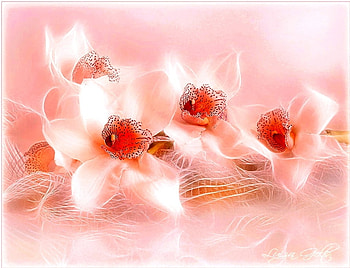 Orchids, pastel, , simple, discreet, abstract, nature, flowers, pleasant HD wallpaper
