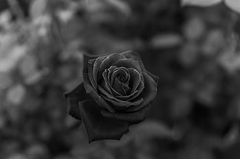 Flowers, Flower, Rose Flower, Rose, Close-Up, Bw, Chb HD wallpaper