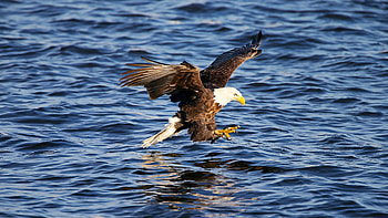 Ultra backgrounds, American bald eagle beauty, , Stunning ry HD wallpaper