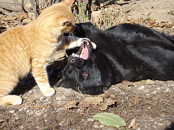 Please shut up, dog, black, yellow, love, leaf, cat HD wallpaper