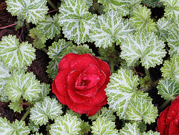 Red Amongst Green, variegated, white, bloom, petal, leaves, flower, green, moisture, dew HD wallpaper