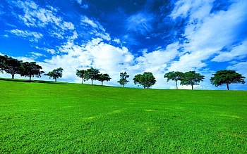 Nature, Trees, Clouds, Summer, Horizon, Day, Meadow, Row HD wallpaper