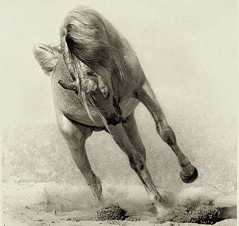 Running and running, horse, stallion, animals, cavalo HD wallpaper