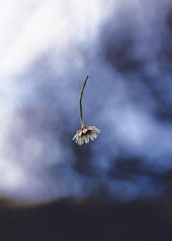 Camomile, Flower, Macro, Minimalism, Chamomile HD phone wallpaper