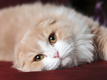 Cute cat, cute, cat, look, animals HD wallpaper