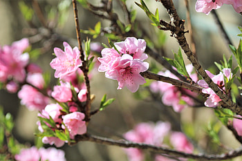 Flowers, Sakura, Branches, Spring HD wallpaper
