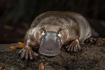 Platypus, Unique mammal, Vulnerable species, Museums Victoria HD wallpaper