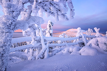 Winter Scene from Finland, trees, landscape, fence, snow, finland HD wallpaper